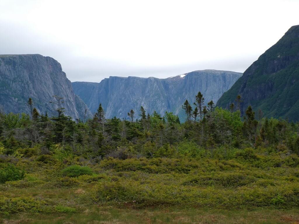 balsam fir and spruce trees near western brook pond, gros morne national park, newfoundland, canada