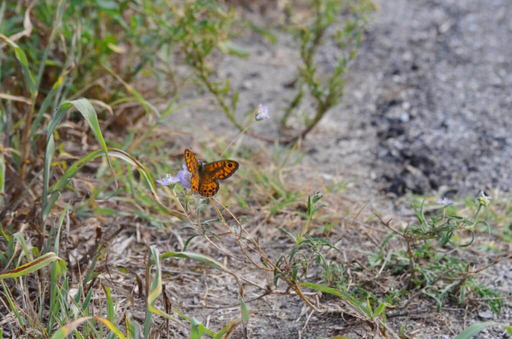 a wall brown butterfly, parco regionale veneto del delta del po, po river delta, italy