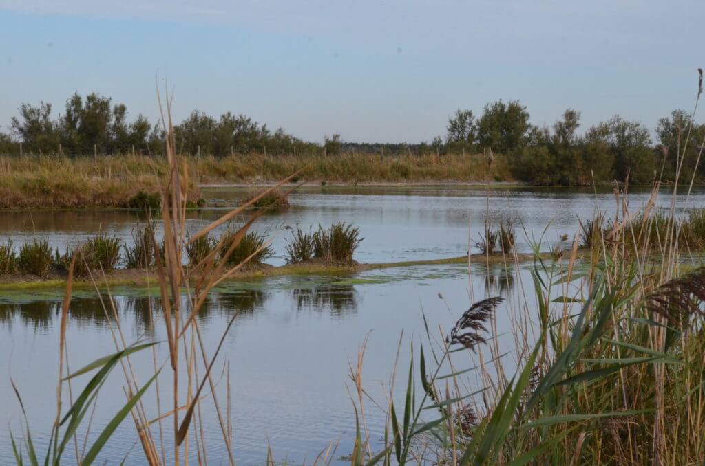parco regionale veneto del delta del po, po river delta, italy