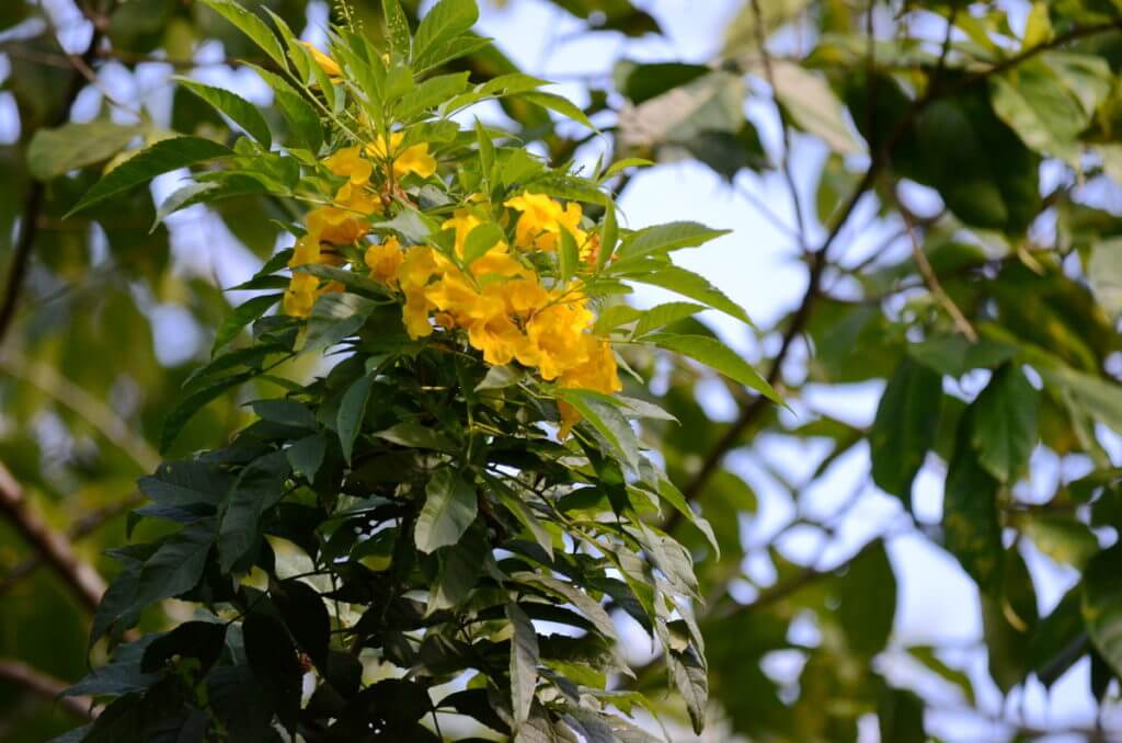 yellow flowers, ecocentro danaus, la fortuna, costa rica