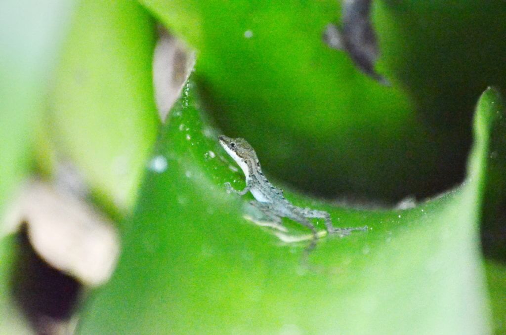 a yellow-headed gecko, ecocentro danaus, la fortuna, costa rica