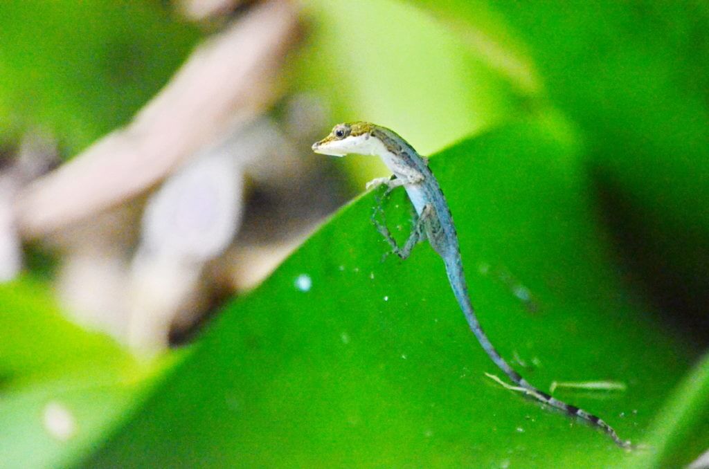 a yellow-headed gecko, ecocentro danaus, la fortuna, costa rica
