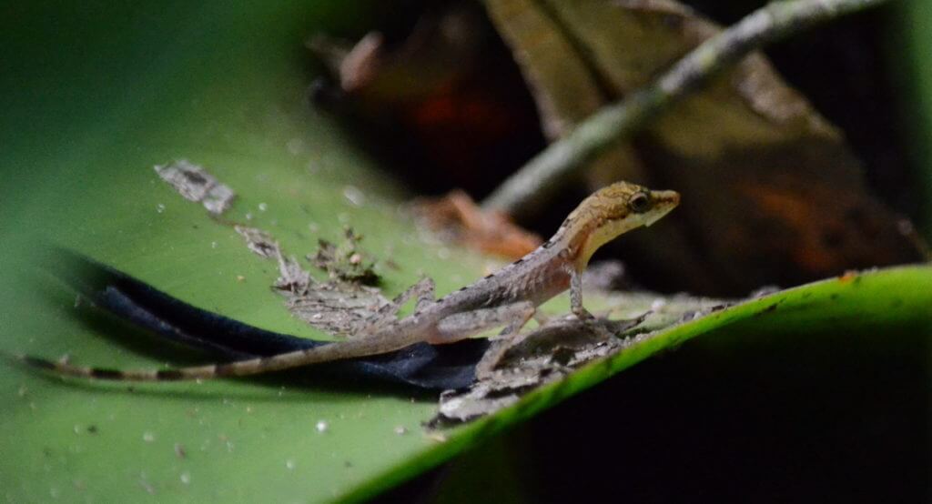 a yellow-headed gecko, ecocentro danaus, la fortuna, costa rica