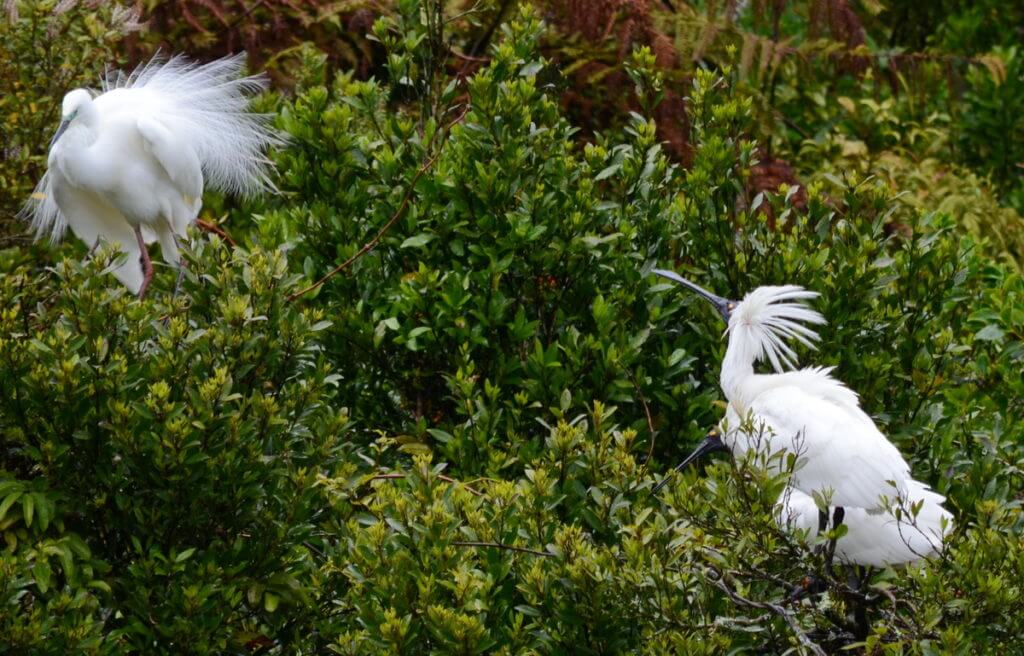 a white heron and royal spoonbill, white heron sanctuary, south island, new zealand
