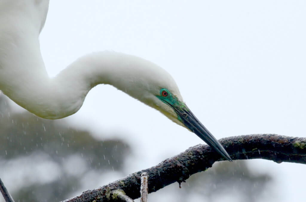 white heron breeding plumage, white heron sanctuary. south island, new zealand