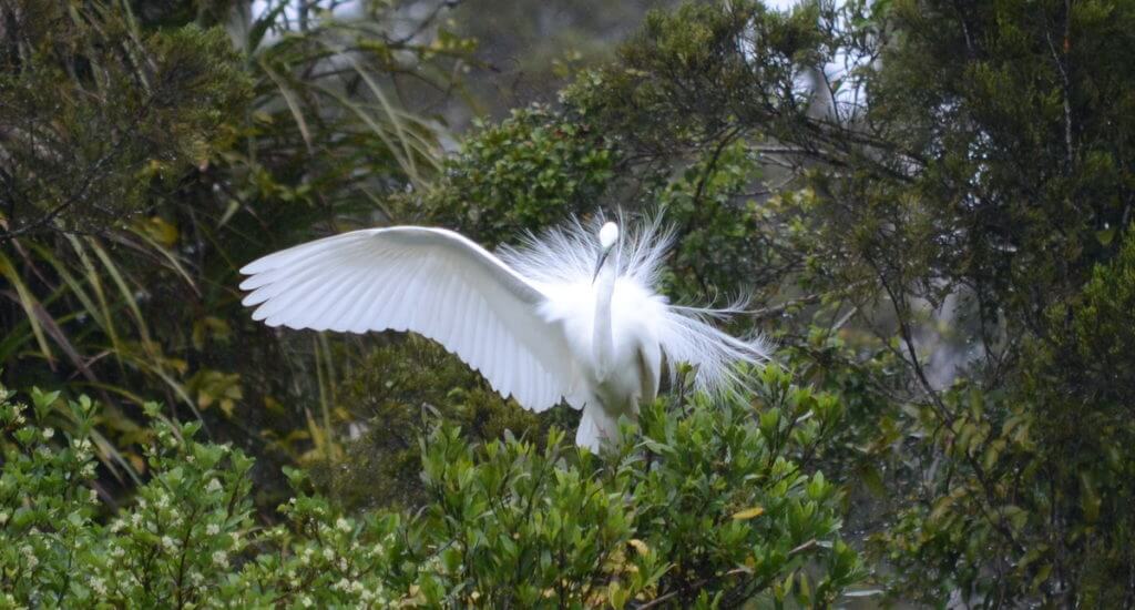a white heron, white heron sanctuary. south island, new zealand