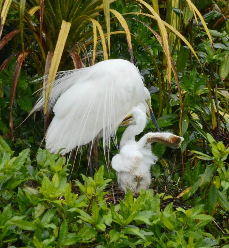 a white heron and chick in nest, white heron sanctuary, south island, new zealand