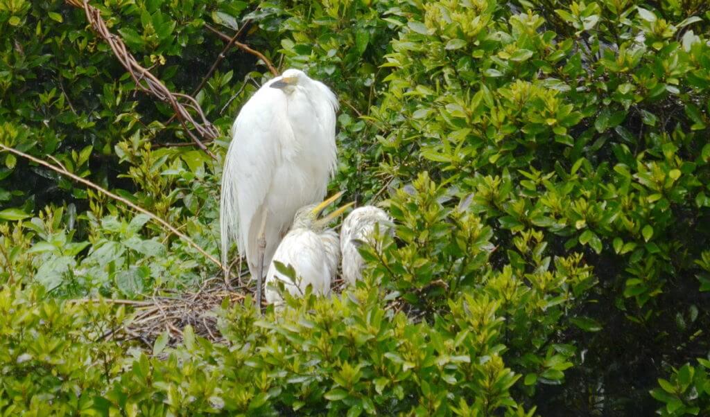 a white heron and chick in nest, white heron sanctuary, south island, new zealand