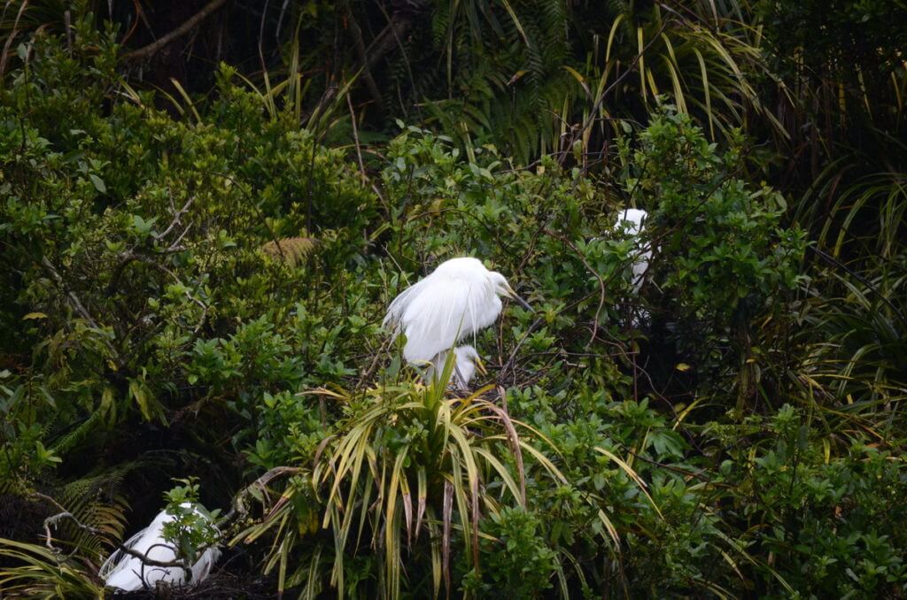 white heron and chick in nest, white heron sanctuary, south island, new zealand
