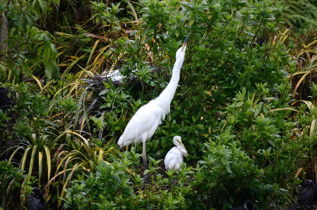 white heron courtship behaviour, white heron sanctuary. south island, new zealand