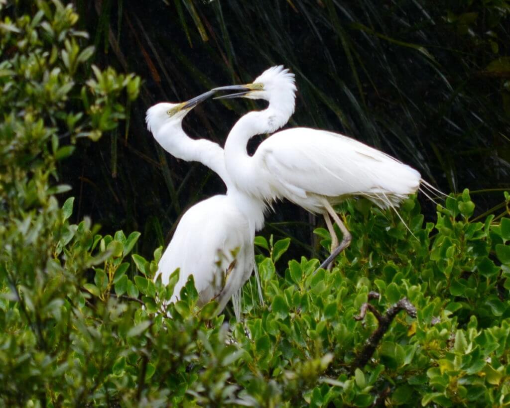 two white herons touching beaks, white heron sanctuary, south island, new zealand