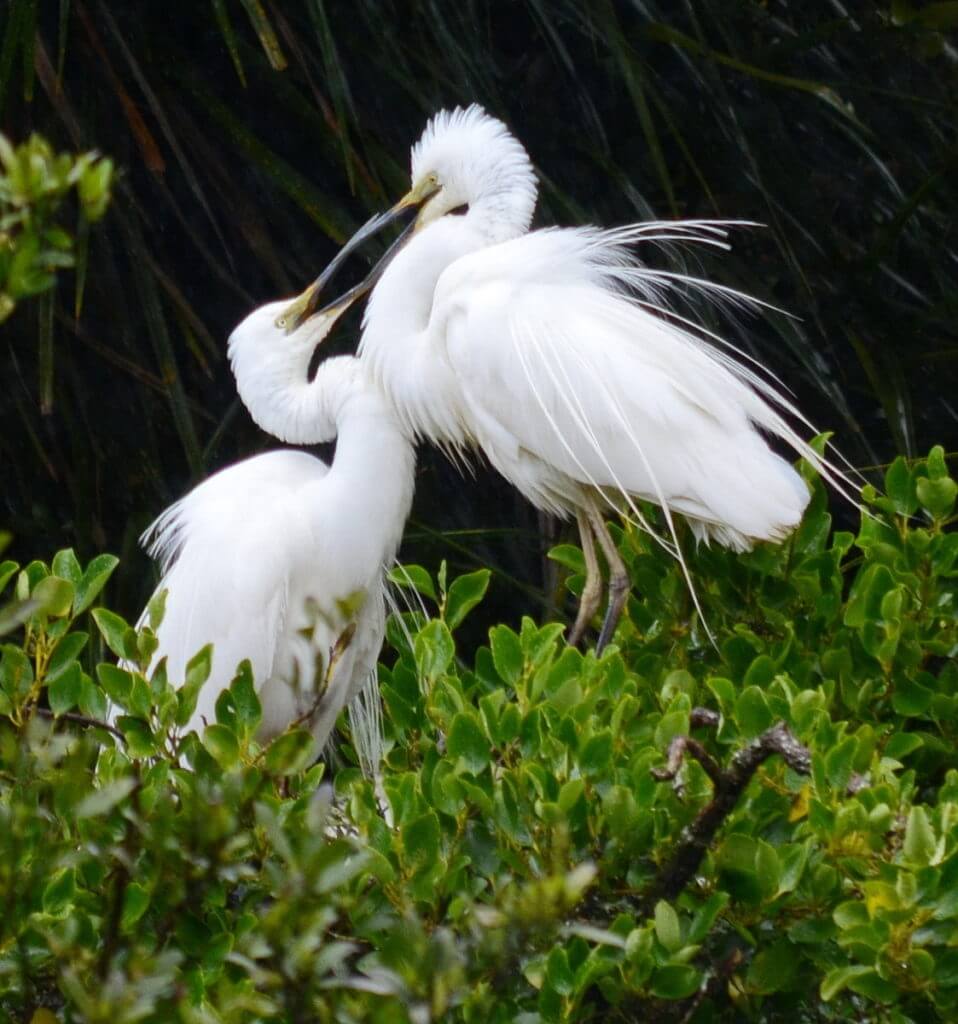 two white herons touching beaks, white heron sanctuary, south island, new zealand