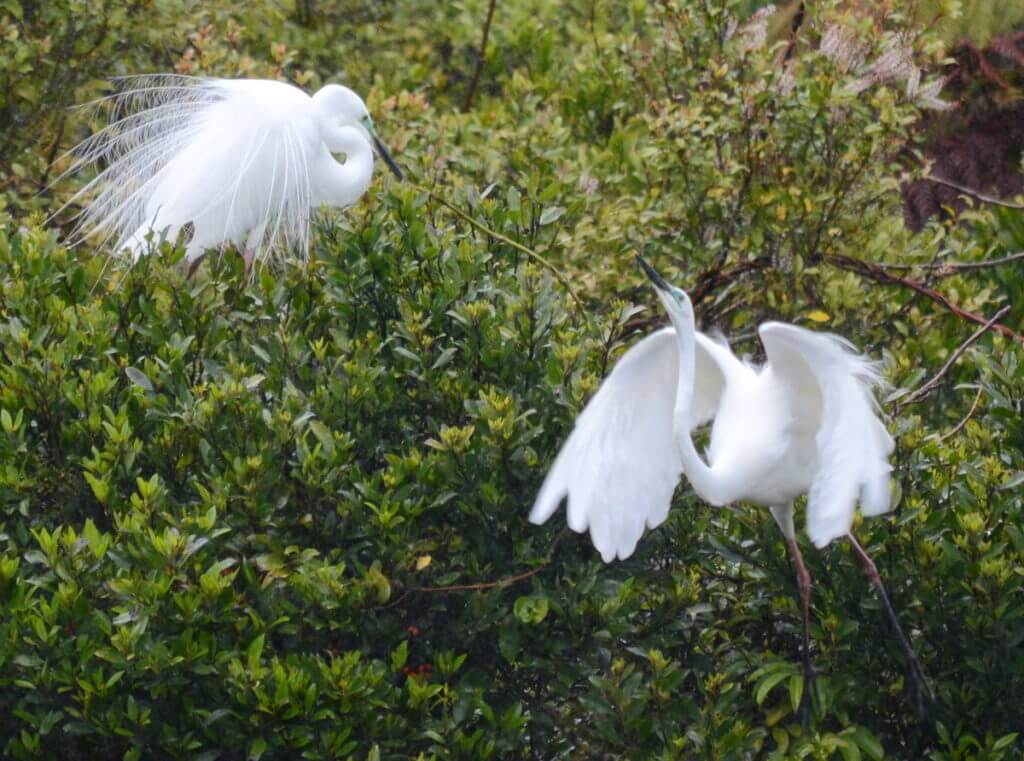 white heron courtship behaviour, white heron sanctuary. south island, new zealand