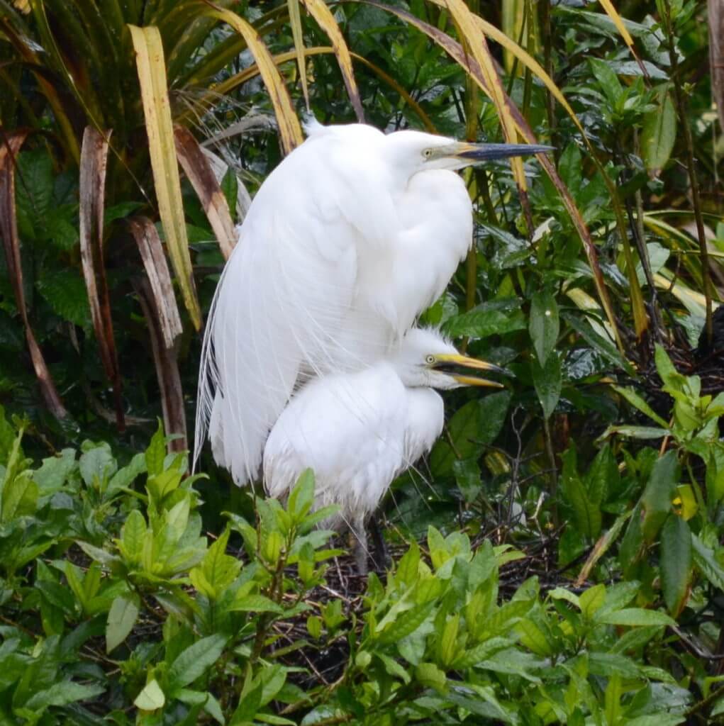 a white heron and chick, white heron sanctuary. south island, new zealand