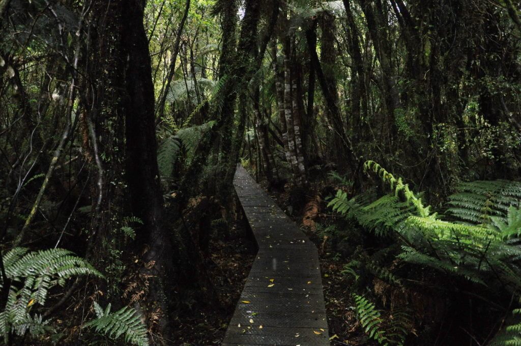 boardwalk through the rainforest, white heron sanctuary, south island, new zealand