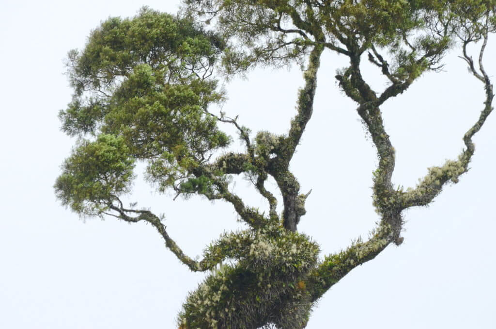 a kahikatea tree, waitangiroto nature reserve, south island, new zealand