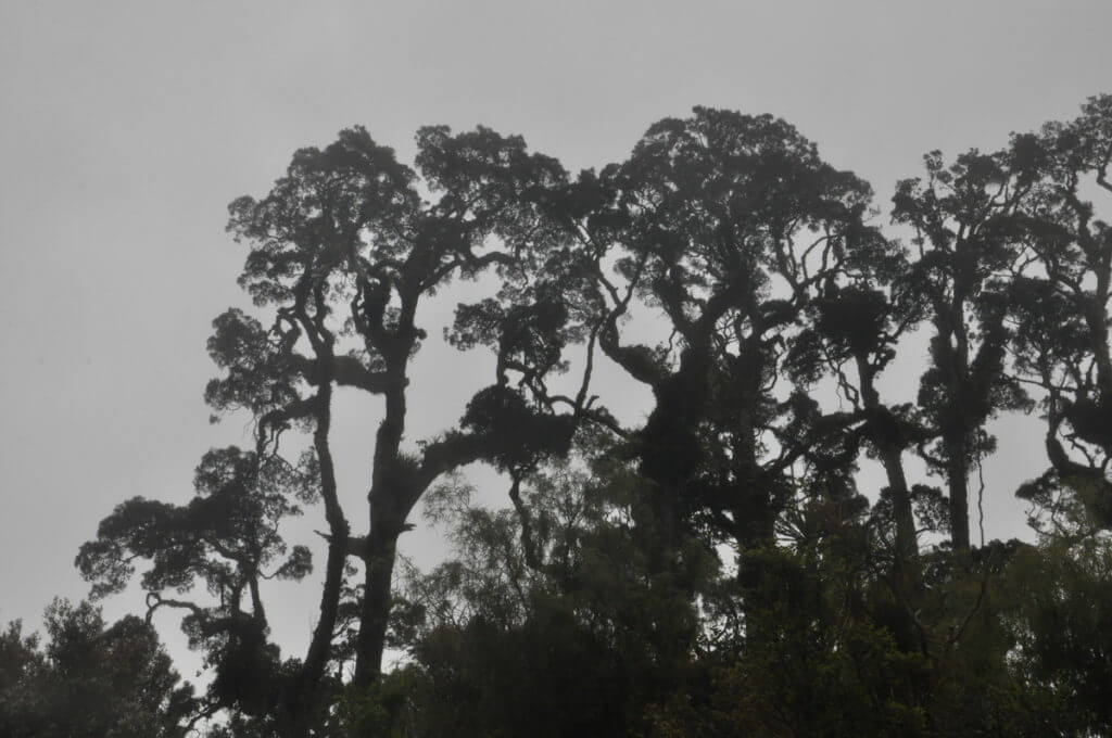kahikatea trees, waitangiroto nature reserve, south island, new zealand