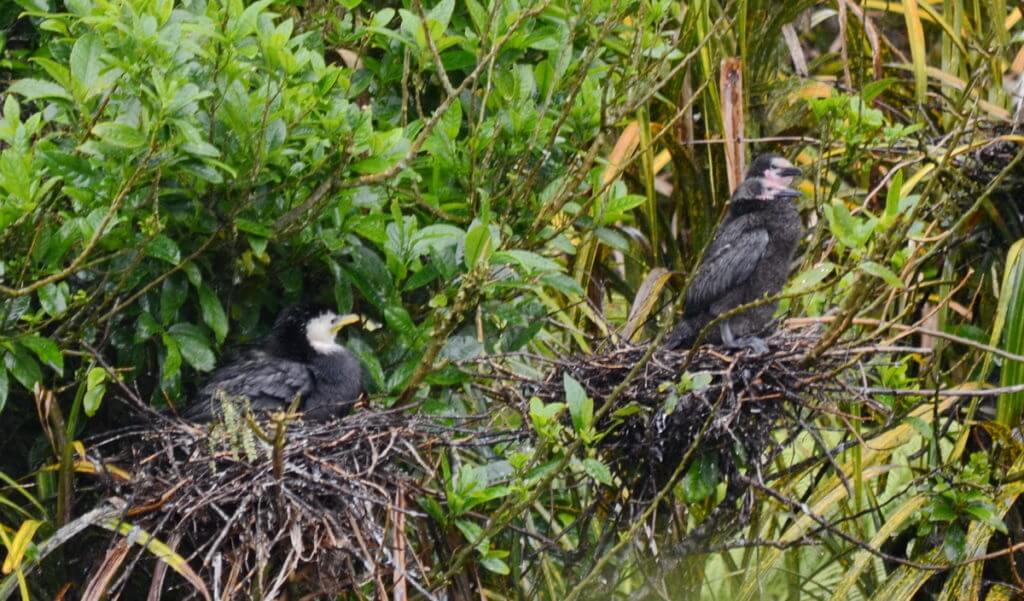 little shags in the nest, white heron sanctuary, south island, new zealand