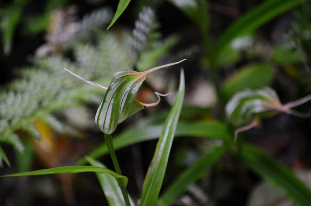 rainforest greenhood orchids, waitangiroto nature reserve, south island, new zealand