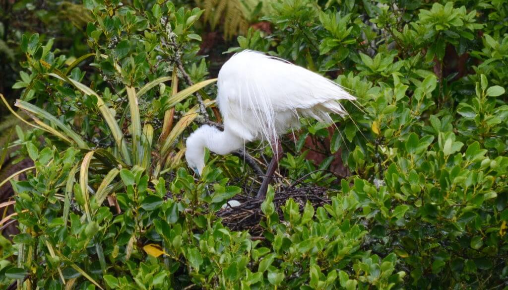 a white heron with eggs in nest, white heron sanctuary, south island, new zealand
