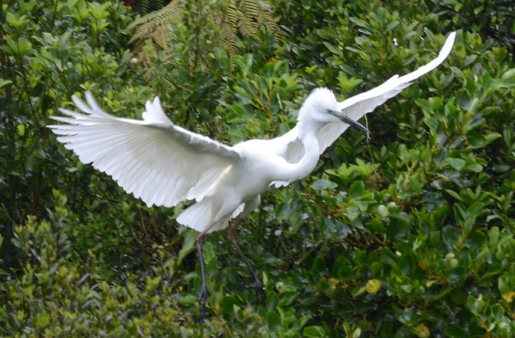 a white heron with twig in beak, white heron sanctuary, south island, new zealand