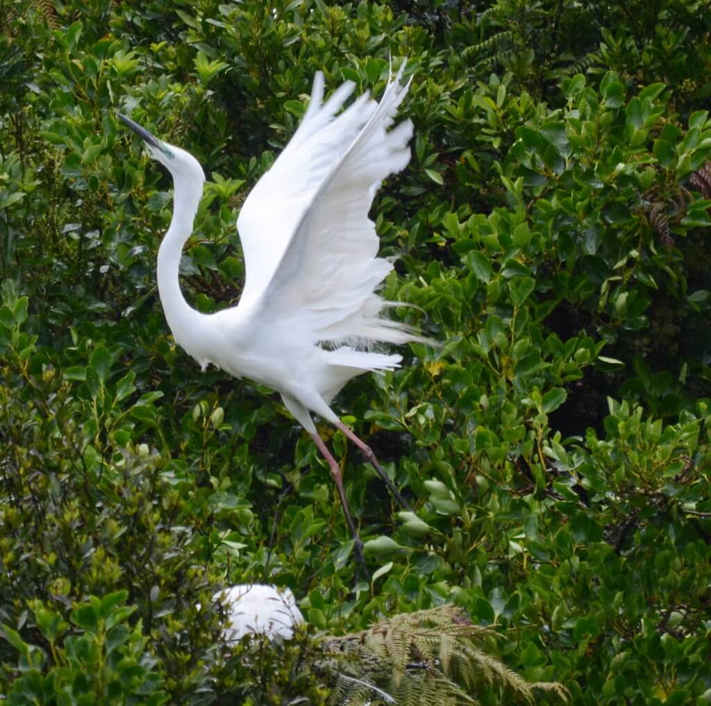 a white heron, white heron sanctuary, south island, new zealand