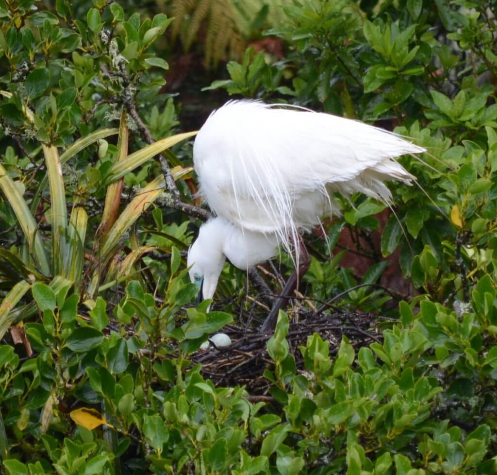a white heron with eggs in nest, white heron sanctuary, south island, new zealand