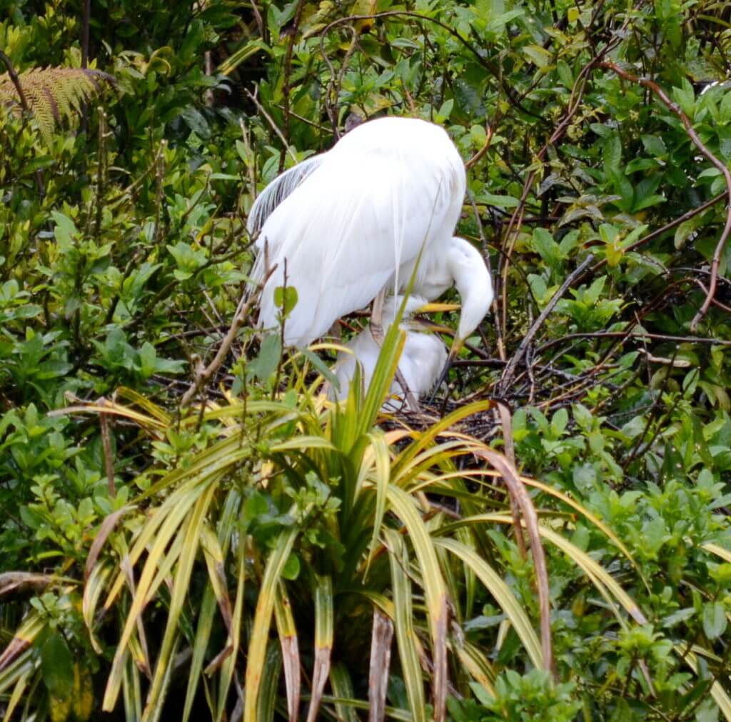 white heron and chick in nest, white heron sanctuary, south island, new zealand