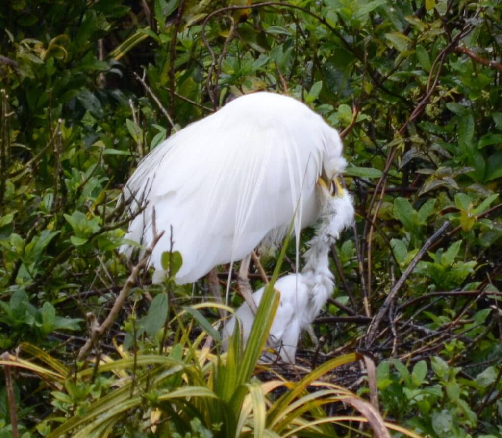 a white heron feeding chick in nest, white heron sanctuary, south island, new zealand