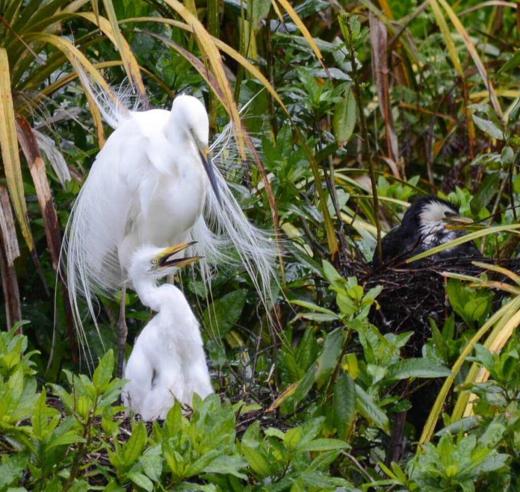 a white heron and chick, white heron sanctuary. south island, new zealand