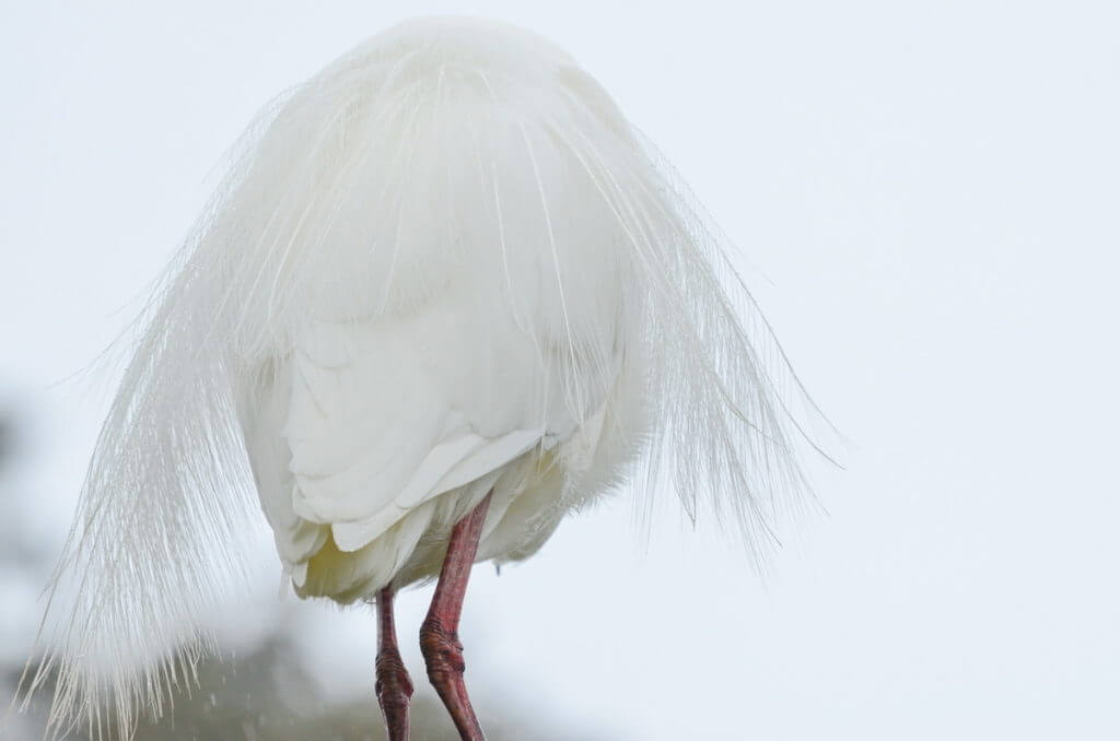 white heron breeding plumage, white heron sanctuary. south island, new zealand