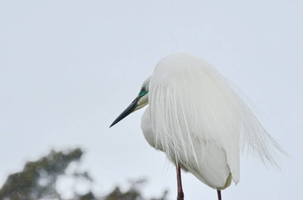 a white heron, white heron sanctuary. south island, new zealand