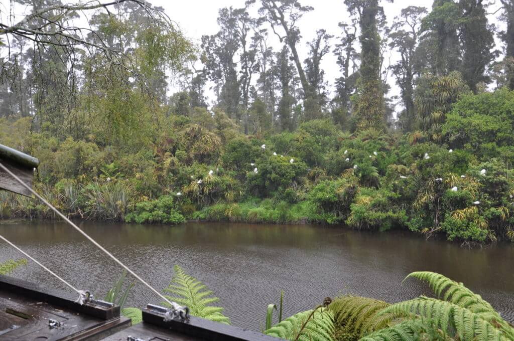 white heron colony, white heron sanctuary. south island, new zealand