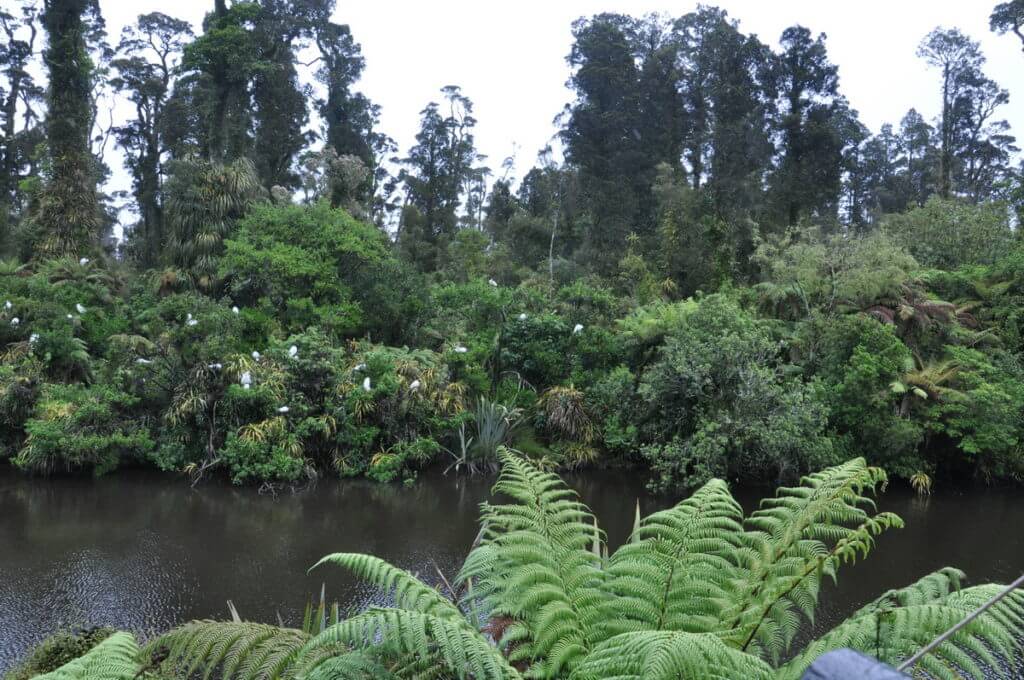 white heron colony, white heron sanctuary. south island, new zealand