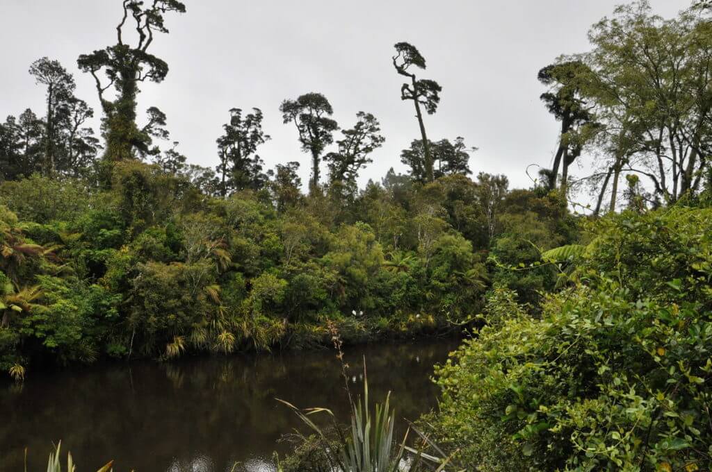 waitangiroto nature reserve, south island, new zealand