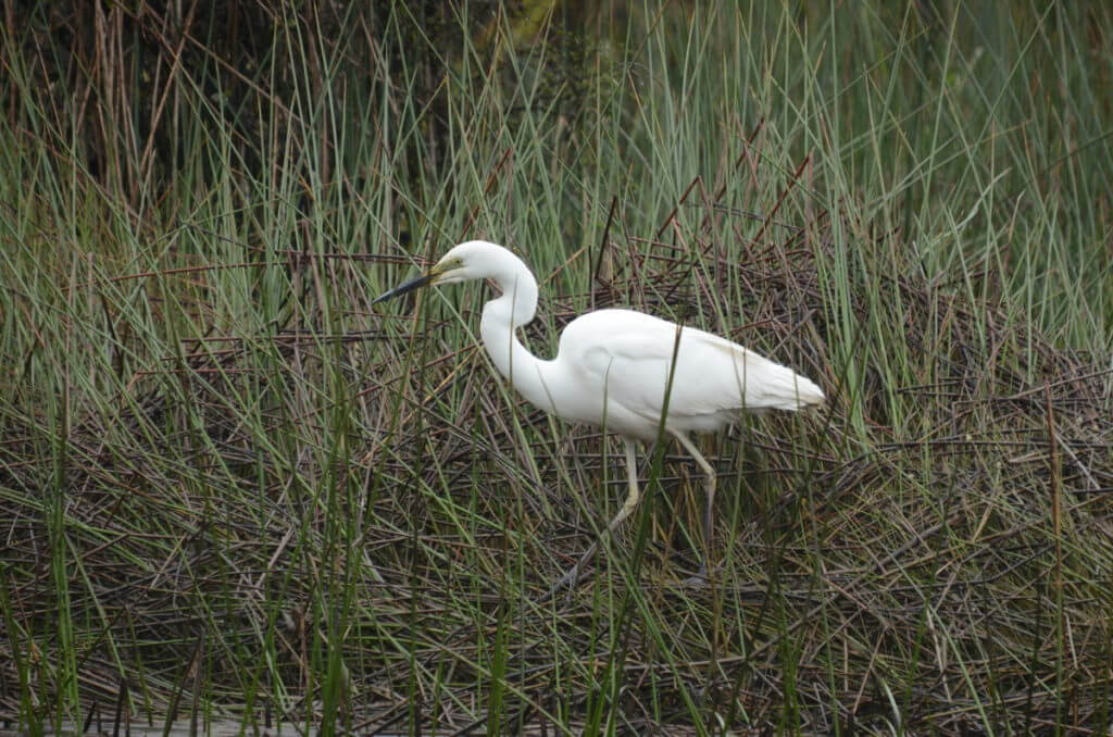 a white heron, waitangiroto nature reserve, south island, new zealand