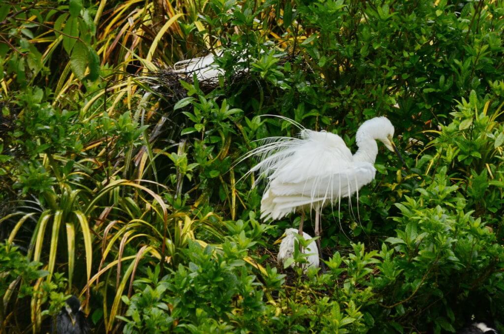 a white heron, white heron sanctuary. south island, new zealand