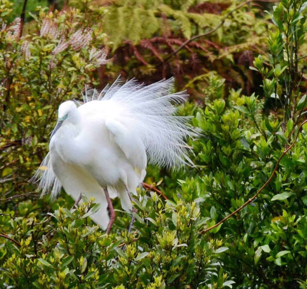 a white heron in breeding plumage, white heron sanctuary, south island, new zealand