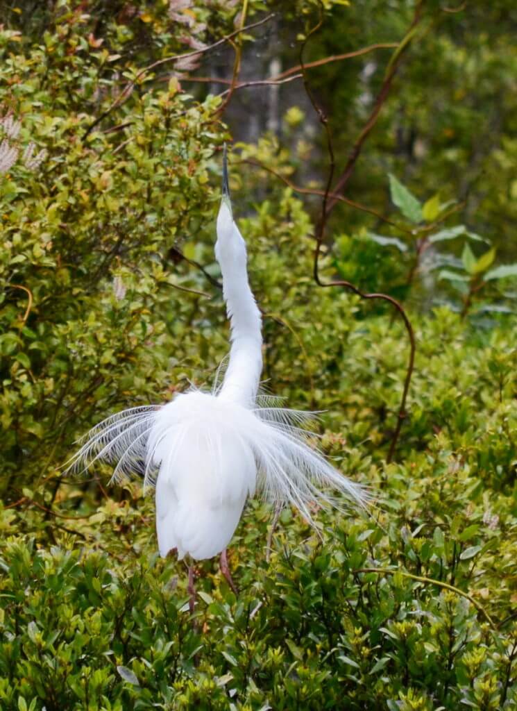 white heron courtship behaviour, white heron sanctuary. south island, new zealand