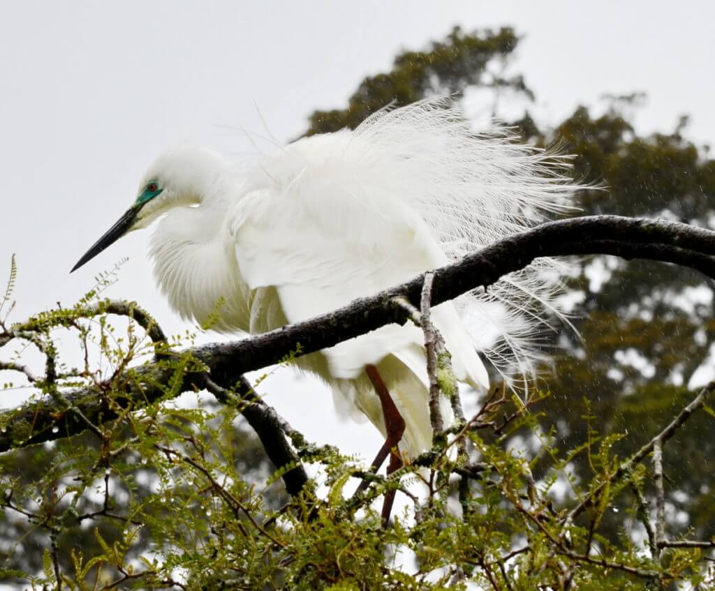 white heron breeding plumage, white heron sanctuary. south island, new zealand