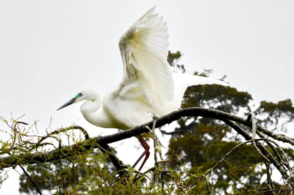 a white heron, white heron sanctuary, south island, new zealand