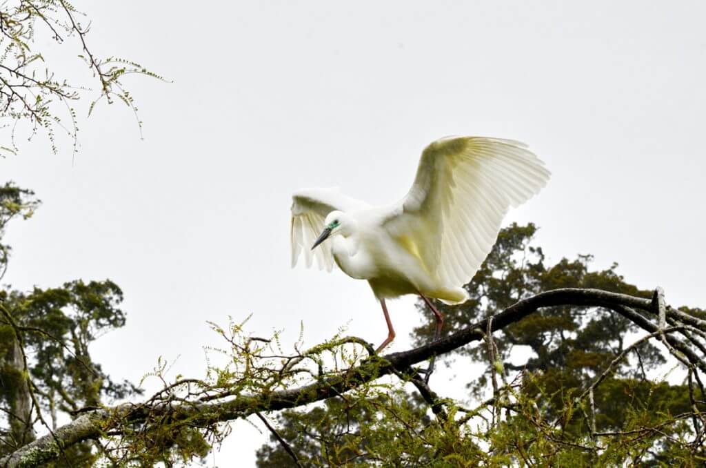 a white heron, waitangiroto nature reserve, south island, new zealand
