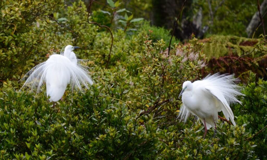 white herons in breeding plumage, white heron sanctuary, south island, new zealand