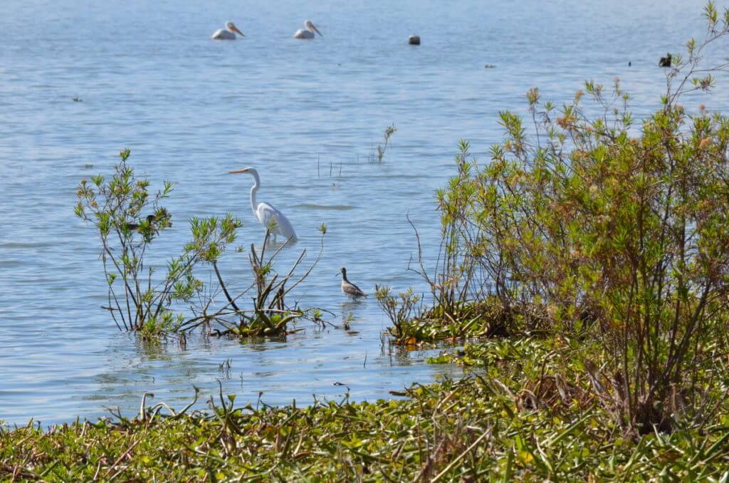 a great egret, lake chapala, mexico