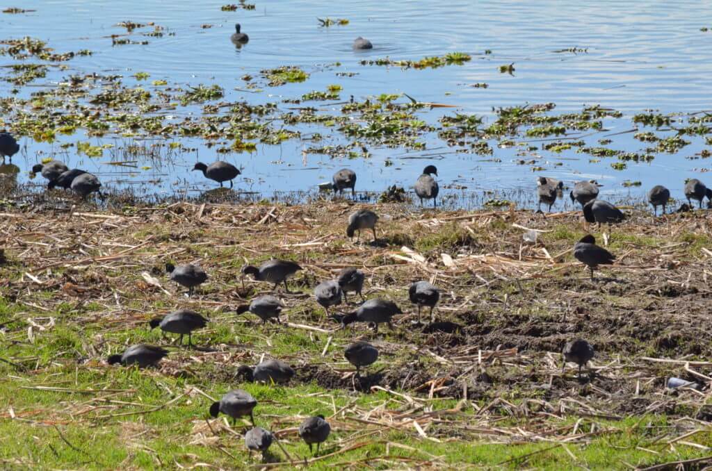 american coots, lake chapala, mexico