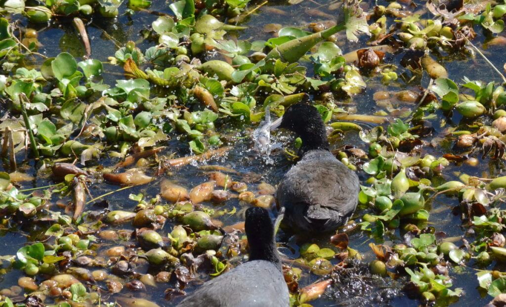 american coots in water hyacinths, lake chapala, mexico