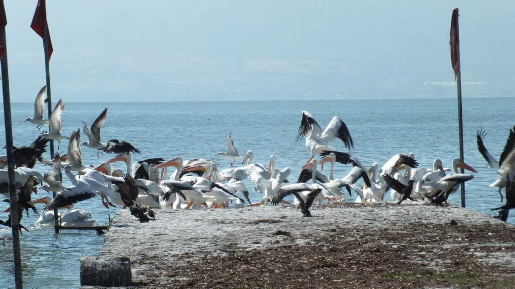 american white pelicans, lake chapala, mexico 