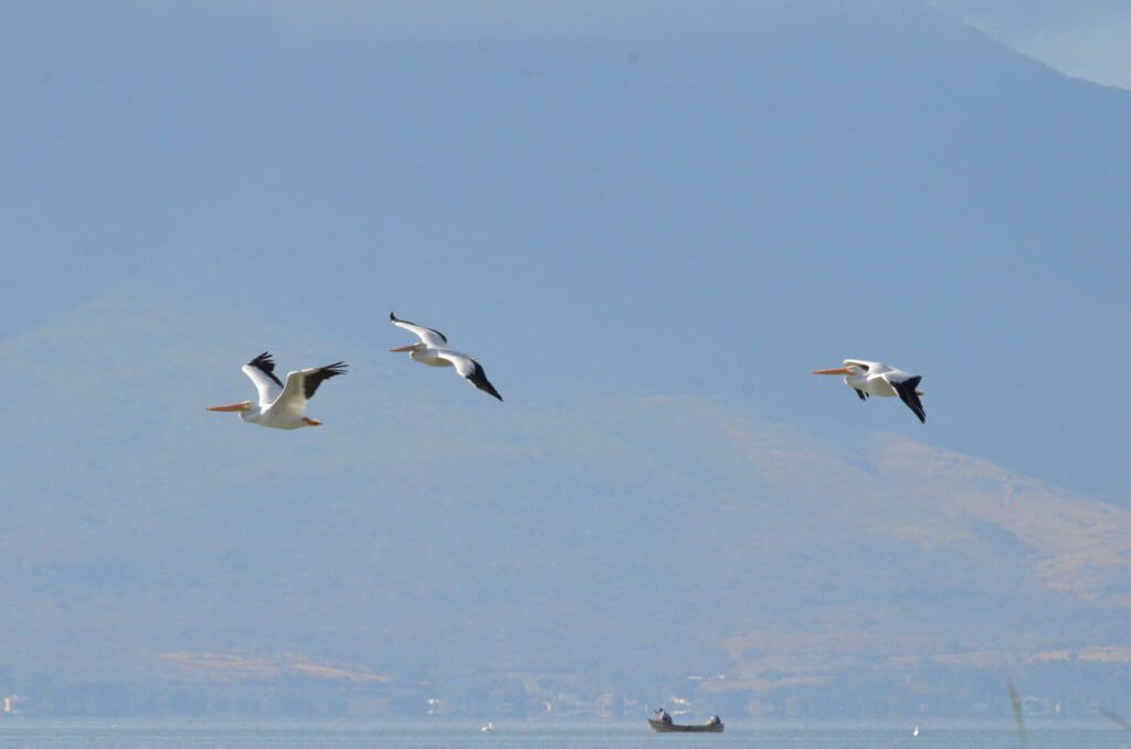 american white pelicans, lake chapala, mexico 