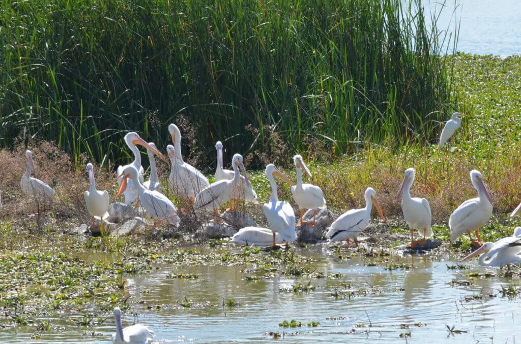 american white pelicans, lake chapala, mexico 
