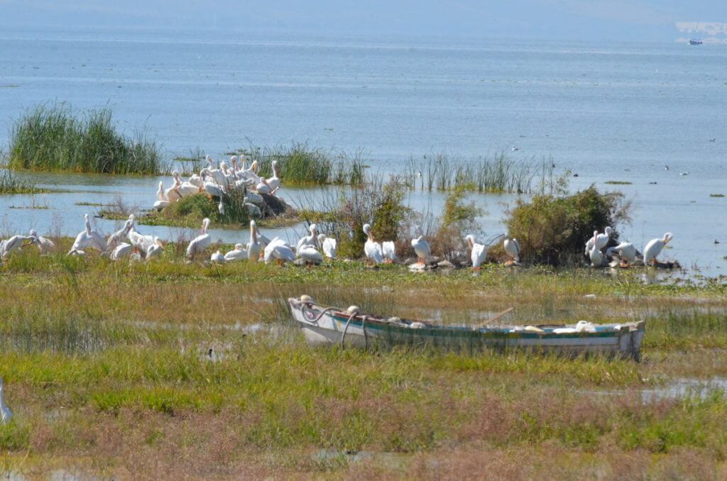 american white pelicans, lake chapala, mexico
